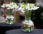 bloemen en planten vvbvanbree     1139